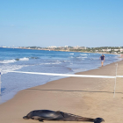 Imagen del delfín muerto encontrado en la playa larga la mañana de este viernes.