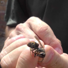 Imatge d'una vespa asiàtica morta retirada de Segur de Calafell.