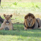 Imagen de archivo de dos leones africanos.