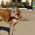 Rescatada una perra que llevaba|traía 12 años abandonada a un polígono de Valls