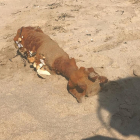 Imagen del proyectil que se ha encontrado en la playa Larga.
