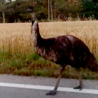 L'emú al mig de la carretera entre Monells i Madremanya.