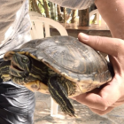 Una tortuga mossega a Maria Jesús Ruiz a Supervivientes