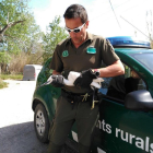 Els Agents rurals van traslladar l'au a un centre de fauna.