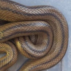 Imagen de la serpiente encontrada.