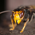 Un exemplar de la vespa Velutina