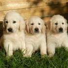 Imagen de archivo de tres cachorros de perro.