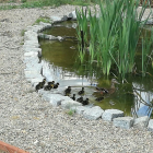 Los patos acabados de nèixer en la escuela Baltassar Segú de Valls.