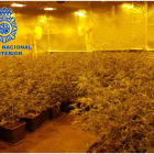 Imatge d'una de les plantacions de marihuana que controlava l'organització criminal.