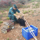 La Guardia Civil intervino varios ejemplares de jilgueros y pardillo.