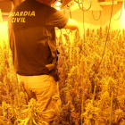 Además de desmantelar la plantación, los agentes confiscaron 1 kilo de ovillo de marihuana.