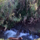 Imagen del ternero atrapado en una riera de Banyoles.