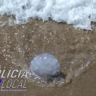 Imatge d'una de les meduses aparegudes a la Cala Berenguer.