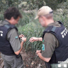 Dos agentes rurales en la actuación para desmantelar una red japonesa dispuesta para cazar pájaros en Rodonyà.