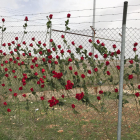 Las rosas en la valla de la prisión de Alcalá Meco.