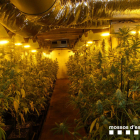 Es van localitzar 1.279 plantes de marihuana.