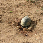 Imatge de la tortuga de Florida trobada realitzant una posta a la desembocadura de Riudoms.