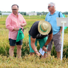 Productors d'arròs observen l'estat de l'espiga en un dels camps de l'Estació Experimental de l'Ebre.