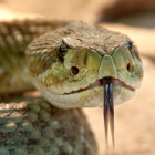 Las serpientes estaban guardadas en dos terrarios que tenían sistemas de cierres con graves deficiencias de seguridad.