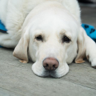 Una gossa amb piomètria mostra una actitud passiva i pot tenir febre.