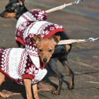 Imatge de dos gossos passejant amb protecció pel fred.