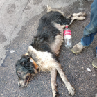 Imagen del perro que fue trasladado a un centro veterinario.
