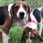 Una organización rescata beagles usados en laboratorios cuando iban a ser sacrificados para comer