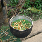 Imatge de la preparació de la planta de l'ayahuasca .