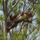 Imagen de una de las ardillas liberada en una rama de un árbol.