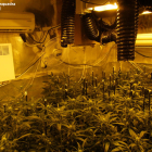 En uno de los registros se decomisaron 117 plantas de marihuana en una habitación.