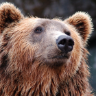 Las autoridades recomiendan el repelente para evitar el ataque de un oso.