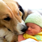 Imatge d'un gos i un nadó.