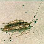 Un ejemplar de cucaracha germánica.