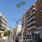 Árboles podados en la calle Francesc Bastos de Tarragona.