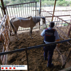 Un dels cavalls desnodrits atès per un agent dels Mossos a Alfara de Carles.