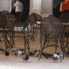Reus tiene actualmente una población de cerca de 40.000 palomas.