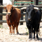 Dos bous braus de la ramaderia 'Lo Xarnego' a la finca Les Olles.