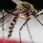 Imatge d'arxiu del mosquit 'Aedes aegipti'.