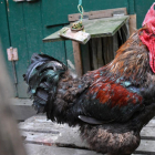El gall Maurice, motiu del judici que s'ha allargat dos anys.