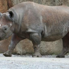El rinoceronte negro occidental fue declarado oficialmente extinto en noviembre de 2011.