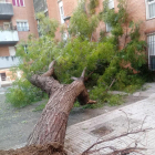 Imagen del árbol caído en Mas Pellicer.