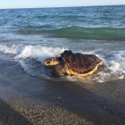 L'exemplar de tortuga marina recuperada i retornada al seu medi natural.
