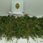 Imagen de algunas de las plantas de marihuana intervenidas.