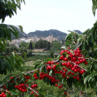 Tivissa es el primer productor de cerezas de Cataluña.