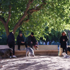Diversos gossos, amb els seus propietaris, en un pipicà del Parc de la Ciutat de Tarragona.