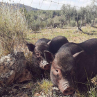 En el santuari hi viuen alguns porcs rescatats a Sant Pere i Sant Pau, entre d'altres animals.