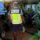 Un agente de la policía española en el desmantelamiento de una plantación de marihuana en Tortosa.