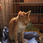 Hummus, uno de los últimos gatos rescatados en mal estado por la entidad Tarraco Gats.