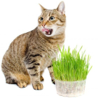 Imagen de un gato con la planta del Catnip
