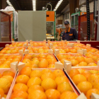 Primer plano de cajas de mandarinas preparadas para la exportación en los almacenes de Agrofruit. Imagen del 19 de junio de 2015 (horizontal)
